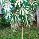 Manihot esculenta Jani