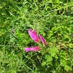 Gladiolus palustris Blüte