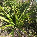 Yucca rupicola Habit