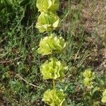 Salvia absconditiflora Květ