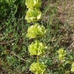 Salvia absconditiflora Fiore