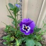 Viola × wittrockiana Kwiat