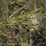 Helictochloa bromoides Fula