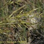 Helictochloa bromoides Λουλούδι