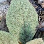 Verbascum boerhavii Leaf