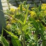 Knautia integrifolia Leaf