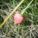 Trillium cernuum Fruit