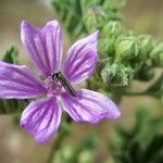 Malva sylvestris花