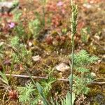 Poa badensis Агульны выгляд