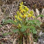 Corydalis sikkimensis Vivejo