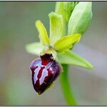 Ophrys passionis Ostatní