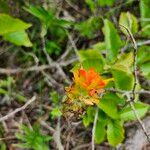 Castilleja coccinea Flower