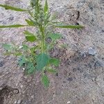 Chenopodium album Leaf