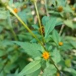 Bidens frondosa পাতা