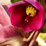 Helleborus orientalisFlower