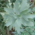 Romneya coulteri পাতা