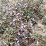 Limonium virgatumFlower