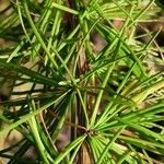 Larix kaempferi Leaf