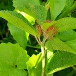 Acalypha alopecuroidea Blatt