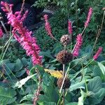 Persicaria orientalisKukka