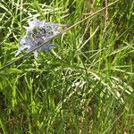 Amsonia ciliata Buveinė