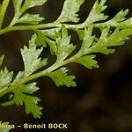 Asplenium cuneifolium Hoja