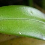 Acianthera pantasmi ഇല