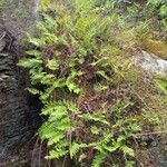 Polypodium vulgare Habitus