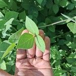 Macrotyloma uniflorum Leaf