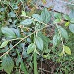 Cotoneaster franchetii Foglia