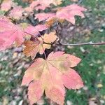 Acer circinatumLeaf