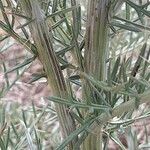 Cynara humilis Corteza