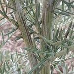 Cynara humilis Bark