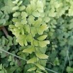 Adiantum capillus-venerisFeuille