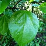 Hibiscus boryanus Ліст