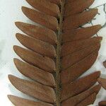 Macrosamanea pubiramea Otro