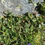 Salix herbacea Celota