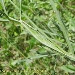 Dichoropetalum schottii Blatt