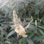 Buddleja madagascariensis 花