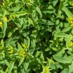 Linum flavum Leaf
