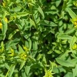 Linum flavum Blad