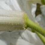 Rhododendron glanduliferum Flor