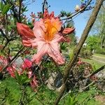 Rhododendron calendulaceum Цвят