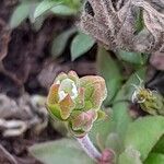 Androsace elongata Flor