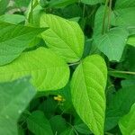 Vigna angularis Leaf