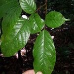 Paramachaerium gruberi Leaf