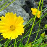 Coreopsis lanceolata Blomma