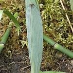 Polygonatum odoratum Blatt