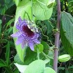 Passiflora menispermifolia 花