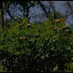 Paeonia brownii आदत